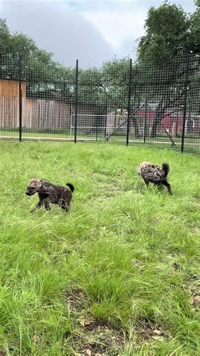 First Face-to-Face Playtime for Echo & Banshee