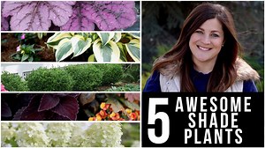 98K views · 3.5K reactions | 5 Awesome Plants for Shade!  | Garden Answer | Facebook