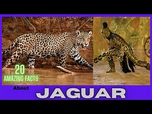 20 Facts About Jaguars || Facts About Jaguar For Kids