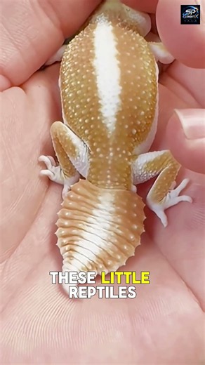 👀 Hidden Secrets of Leopard Geckos You Won’t Believe! 🦎🤫 #Shorts