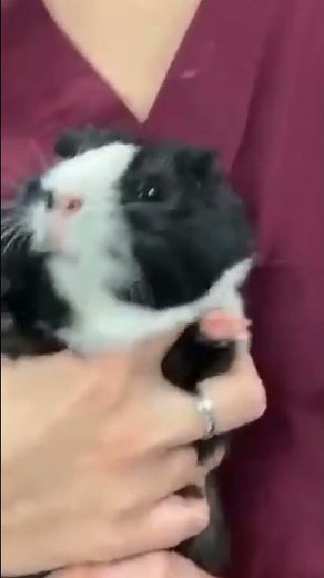 guinea pig screaming