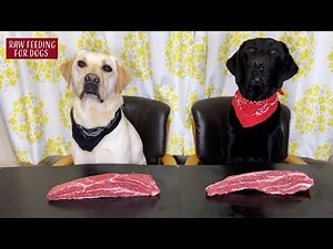 【ASMR】 Dogs eating Raw Meats