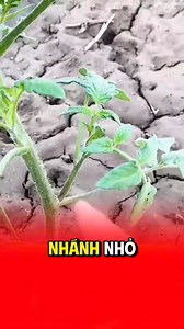 Lưu ý quan trọng khi trồng cà chua #caytrong #nongnghiep #trongtrot | Cây trồng có gì vui?
