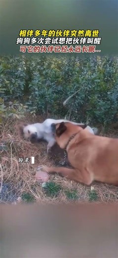 狗狗雖然不會說話，但是它什麼都懂 #萬物皆有靈性 #狗狗的心思都寫在臉上了 #畫一個故事 #青年創作者成長計劃 #畫畫的葉先生