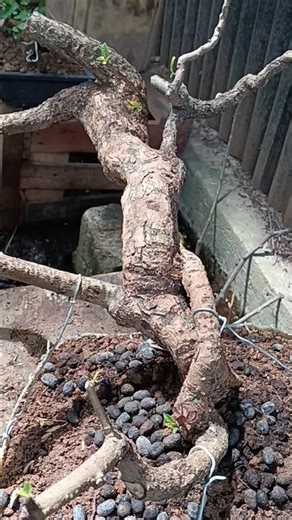 The character of this bonsai material is extraordinary , #yamadori #feedshorts #bonsaiart