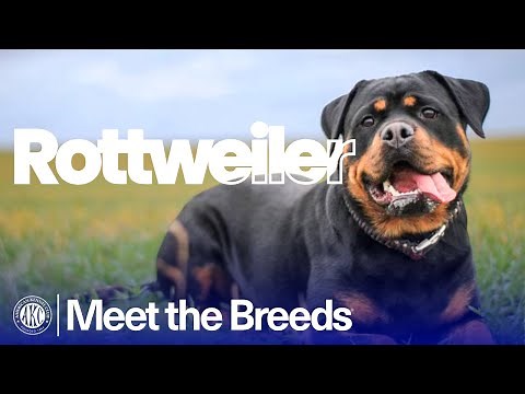 Everything You Need to Know About the Rottweiler | AKC Meet the Breeds