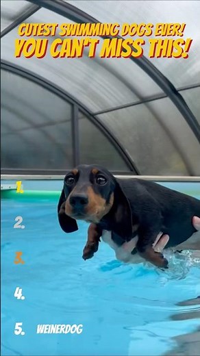 Cutest Dogs Swimming Ever 🐶💦