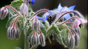 Borage, Borago officinalis, flower of the spice and medicinal plant