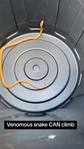 Snake myth buster #1 - VENOMOUS snakes CAN climb... • Eastern brown snake (highly-venomous) & 75L bin used in this clip... #australiansnakecatcher #catchandrelease #illcatchitsnakecatchers | I'll Catch It Snake Relocations