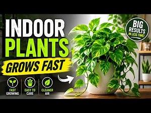 7 Indoor Plants That Grow Fast and Look Amazing