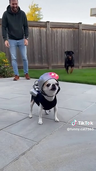 Funny Cat (@funny.cat7365)’s video of Funny Cat And Dog Videos