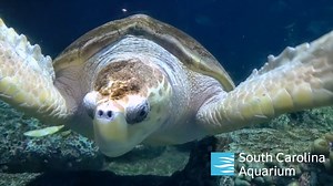 210 reactions · 15 shares | Journey from the mountains of the Upstate to the Atlantic Ocean as you encounter nearly 5,000 animals at the South Carolina Aquarium! Your visit will help support the Sea Turtle Care Center™ where rescued sea turtles are rehabilitated for release back into the wild. Buy tickets at scaquarium.org. #DiscoverSC #scaquarium #aquarium #charlestonsc #explorecharleston #seaturtles | Discover South Carolina | Facebook