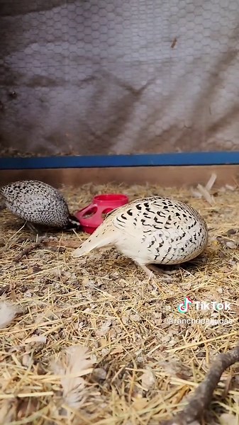 Snowflake Bobwhite Quails at Rancho del Judas