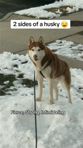 The TWO FACES of a Husky