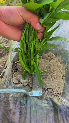 Satisfying Water Spinach Harvesting | Fresh Green Cutting 🌱 #Harvesting #Shorts