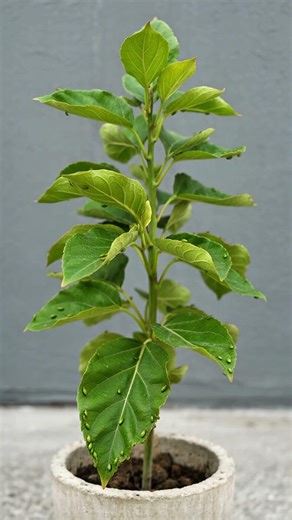 How to get rid of insects on lemon trees easily 🍋🐛 | Lemon Plant Pest Control #Shorts