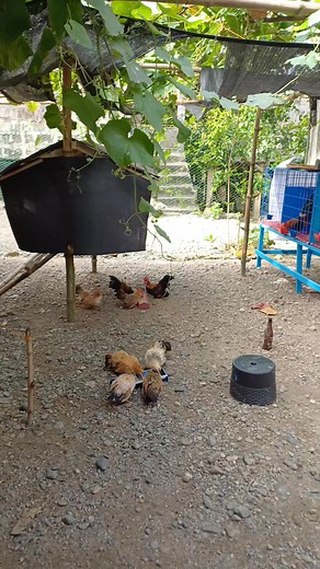 My Chabo chicken play ground 😊.. #arpluschabobreeder #backyardchickens #bantamchicken #arpluslinechabobantam #trendingreel #StressRelief #myhobby | ArPlus Chabo Breeder