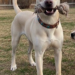 Pena Blanca, NM - Labrador Retriever/Chow Chow. Meet HARRY a Pet for Adoption - AdoptaPet.com