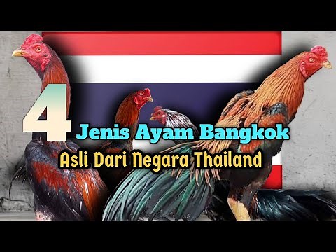 4 types of Bangkok Chicken native to Thailand