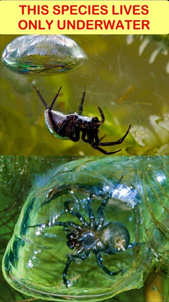 Diving Bell Spider's AMAZING Underwater Home Discovered?❓ #shortvideo #ytshorts #viralshorts