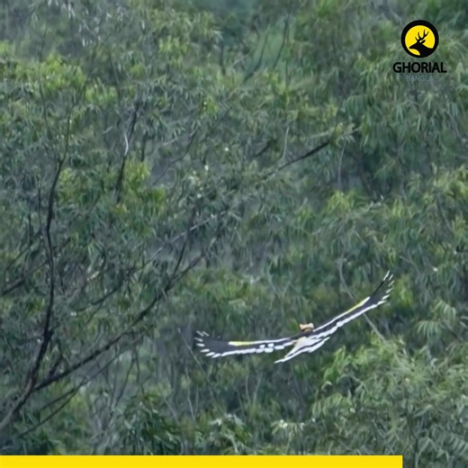 93K views · 3.5K reactions | Great Hornbill - রাজ ধনেশ: অরণ্যের এক...