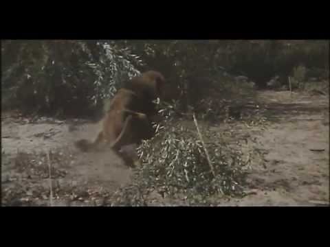 Male Lion vs Leopard -Tarzan and the Jungle Boy 1968