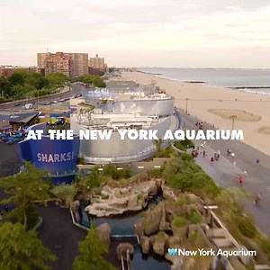 Go below & beyond at the only aquarium in NYC, the New York Aquarium. You’ll get an eyeful of wild underwater wonder at the oldest continually operating aquarium in the United States. For your safety, masks are required & capacity is reduced. Reserve tickets now! | New York Aquarium
