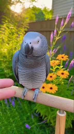 “Smart & Funny African Grey Parrot Moments Caught on Camera!”
