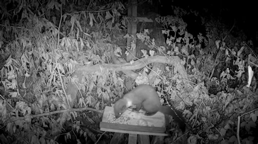 1.4K views · 35 reactions | ❓ Curious about the recent pine marten...