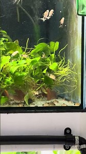 Panda Cory’s are living their best life #fishkeepinghobby #aquariumfish #fish #forsale #corydoras