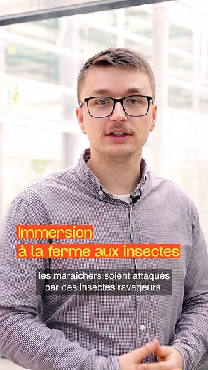 Bienvenue en immersion à la ferme aux insectes avec Vincent qui vous explique à travers cette vidéo les différents insectes qui nous aident à produire des tomates sans pesticides 🍅 Si vous avez la chance de passer dans le Finistère, arrêtez-vous voir la Ferme aux Insectes ! Promis ça ne pique pas 😊 #saveol #fermeauxinsectes #cooperativebretonne #insectes | Savéol