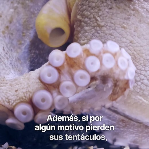 El pulpo 🐙 es un animal fascinante con características singulares que lo hacen único en el mundo marino. Aquí tienes algunas de sus características más destacadas: | Fundación Biodiversidad