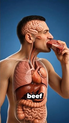 Beef Inside Your Body | 3D Anatomical Breakdown