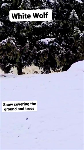 White wolf /polar wolf / Arctic wolf. Their thick, white coat provides insulation and camouflage in their permanently snow - covered habitat. They are well-adapted to extreme cold, with smaller ears and shorter noses than other grey wolves to help prevent heat loss. A snowy winter scene. #Aroticwolf #Snowywinterscene #viralreelsシ #CommentLikeShareFollow #followers @highlight | Molly Mathew