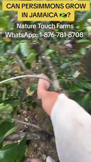 Growing Persimmons in Jamaica 🇯🇲: Varieties, Benefits & Farming Tips