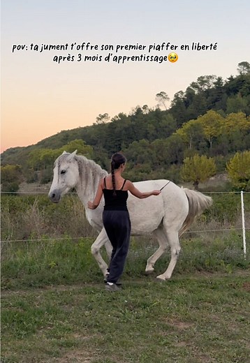 Amazing Liberty Dressage Techniques with Horses
