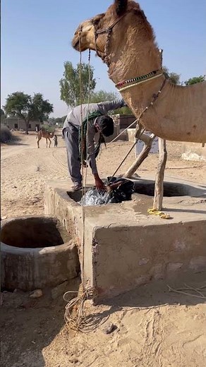 Water life of desert Animals and people