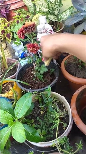 How do they change colors 😅😂👍l #homegardening #trendingshorts #plantcare #plantslover #shortsviral