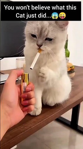 Funny Cat Smoking a Cigarette - Viral Animal Fails 😂#funny #animals