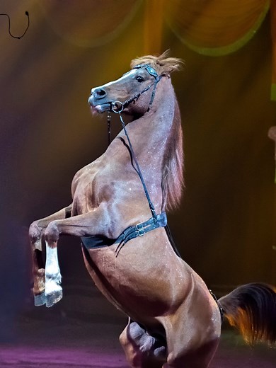 Top 29 Famous Horses In Disney Movies (Name & Story)