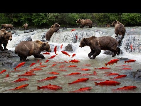 Animal Migration: The Salmon’s Impossible Climb — What Pulls It Upstream