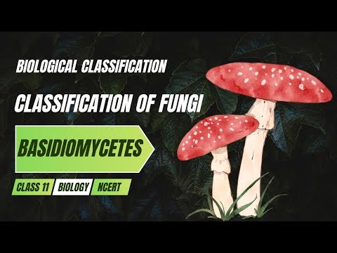 Basidiomycetes | Classification of Fungi | Biological Classification Class 11