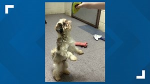 9 of 17 shih tzus rescued from a Cumberland County home prepare for adoption
