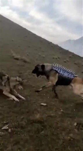 Spiked armored Kangal Protects the Flock 🐕 🐩