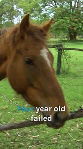 1.1M views · 37K reactions | Rescue mission to save failed racehorse's life! ❤️ | Bondi Vet | Facebook