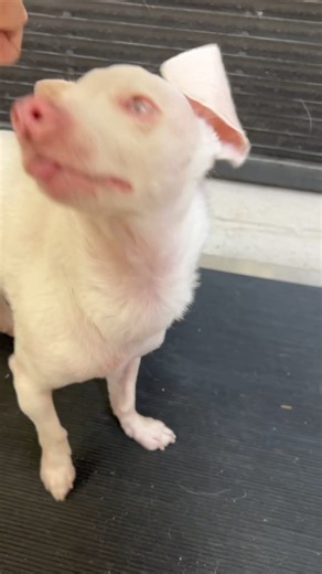 We can finally safely say that Piggy's weight loss journey is complete. He has hit his target weight of 6.7 pounds. His energy levels are at an all time high as his baby brother Georgie is helping Piggy with his fitness! Congratulations to our little pink man. | Piglet, the deaf blind pink puppy.