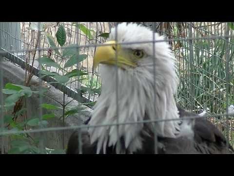 Super CloseUp Bald Eagle Calls Out
