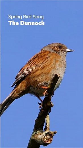 The Dunnock Singing in Spring #wildlife