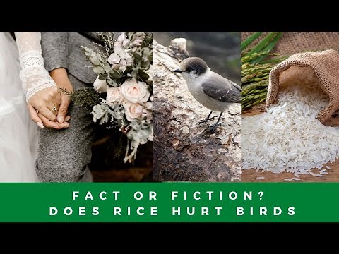 Fact or fiction? Is rice deadly to birds?