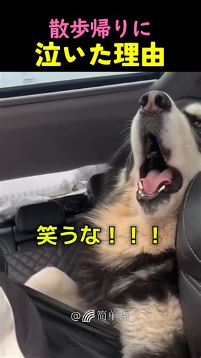 Why did my dog ​​cry sadly after going for a walk?